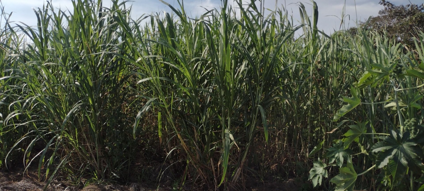 Fazenda em Natividade da Serra/São Paulo — Ref 66G7J8 — Imagem 23