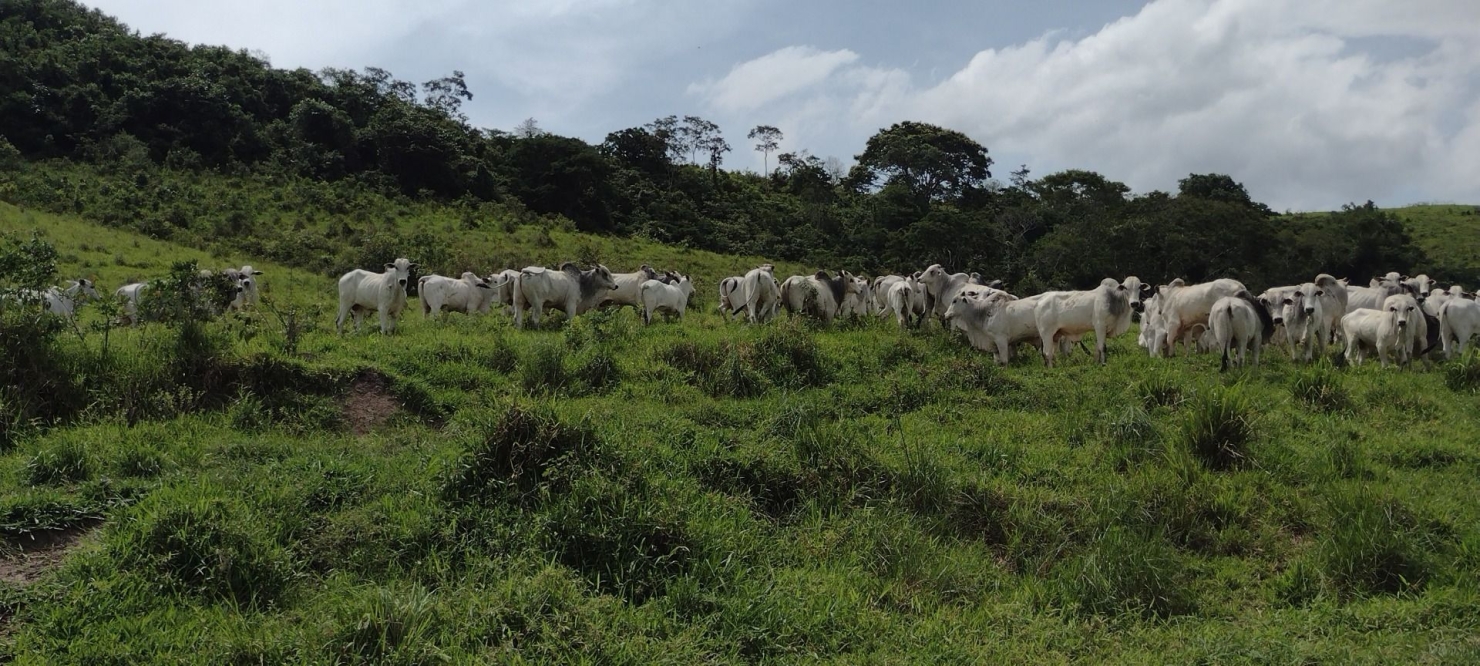 Fazenda, 300 m² - Foto 1
