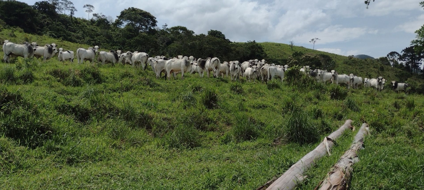 Fazenda, 300 m² - Foto 26