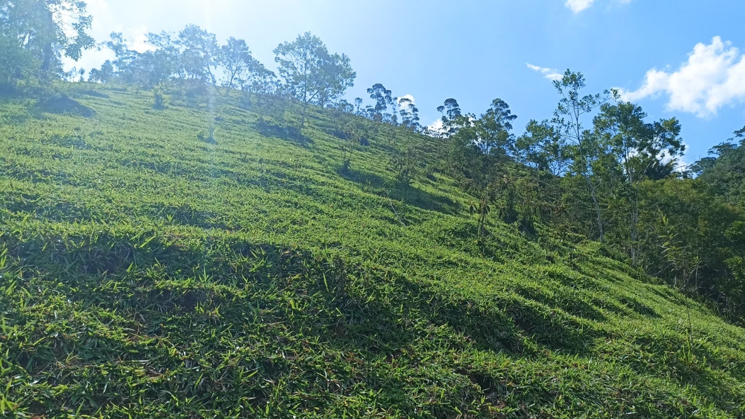 Sítio, 2 quartos, 350 m² - Foto 18