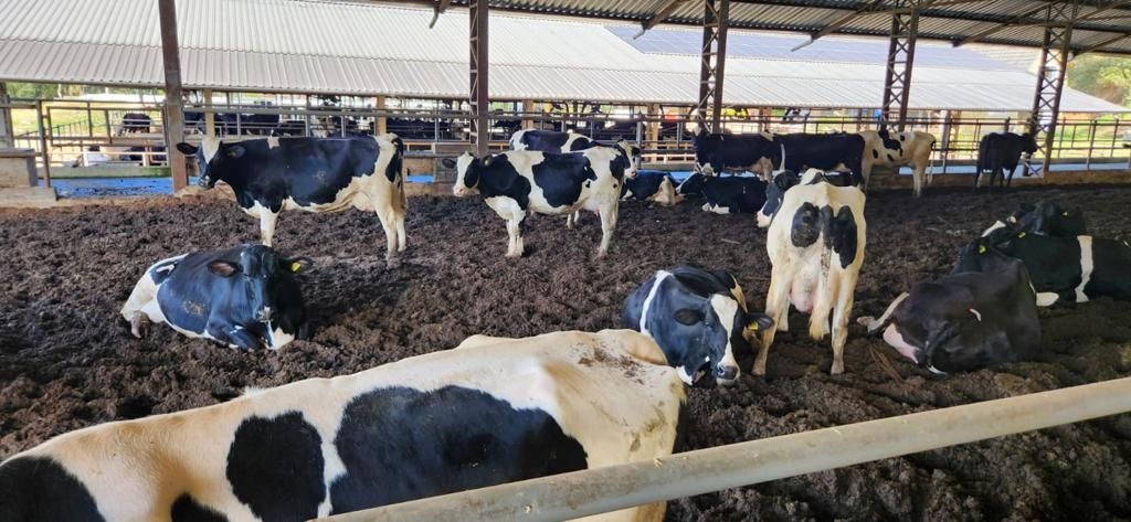 Fazenda, 200 m² - Foto 8