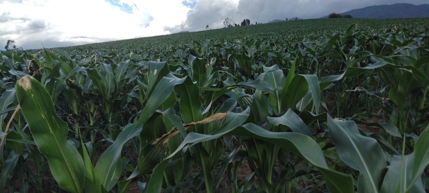 Fazenda-Sítio-Chácara, 100 m² - Foto 8