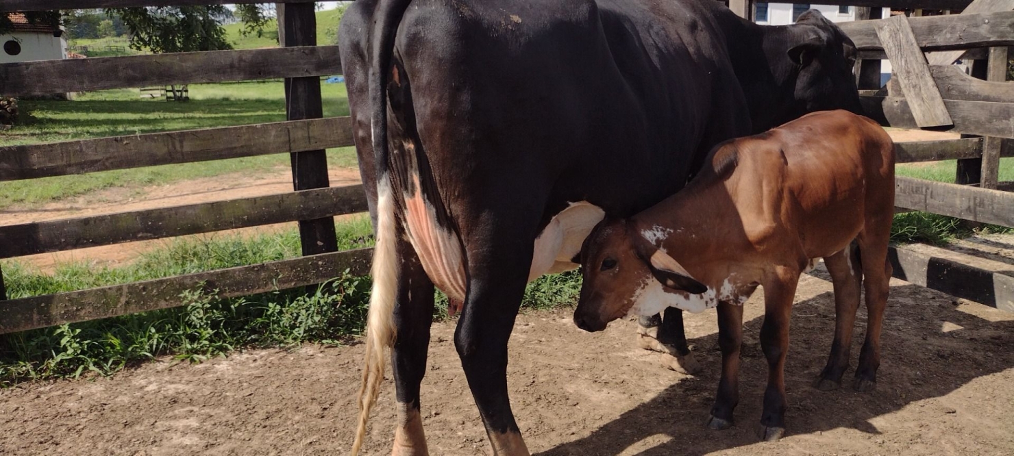 Fazenda-Sítio-Chácara, 100 m² - Foto 11