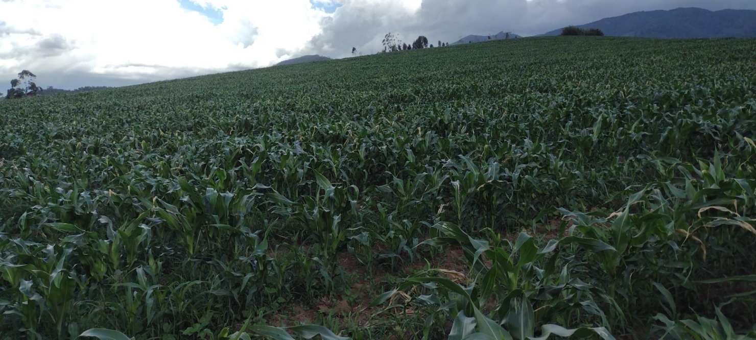 Fazenda-Sítio-Chácara, 100 m² - Foto 20