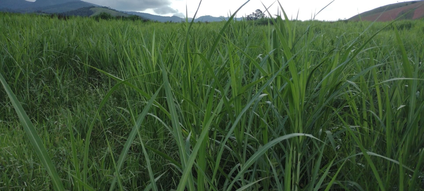 Fazenda-Sítio-Chácara, 100 m² - Foto 29