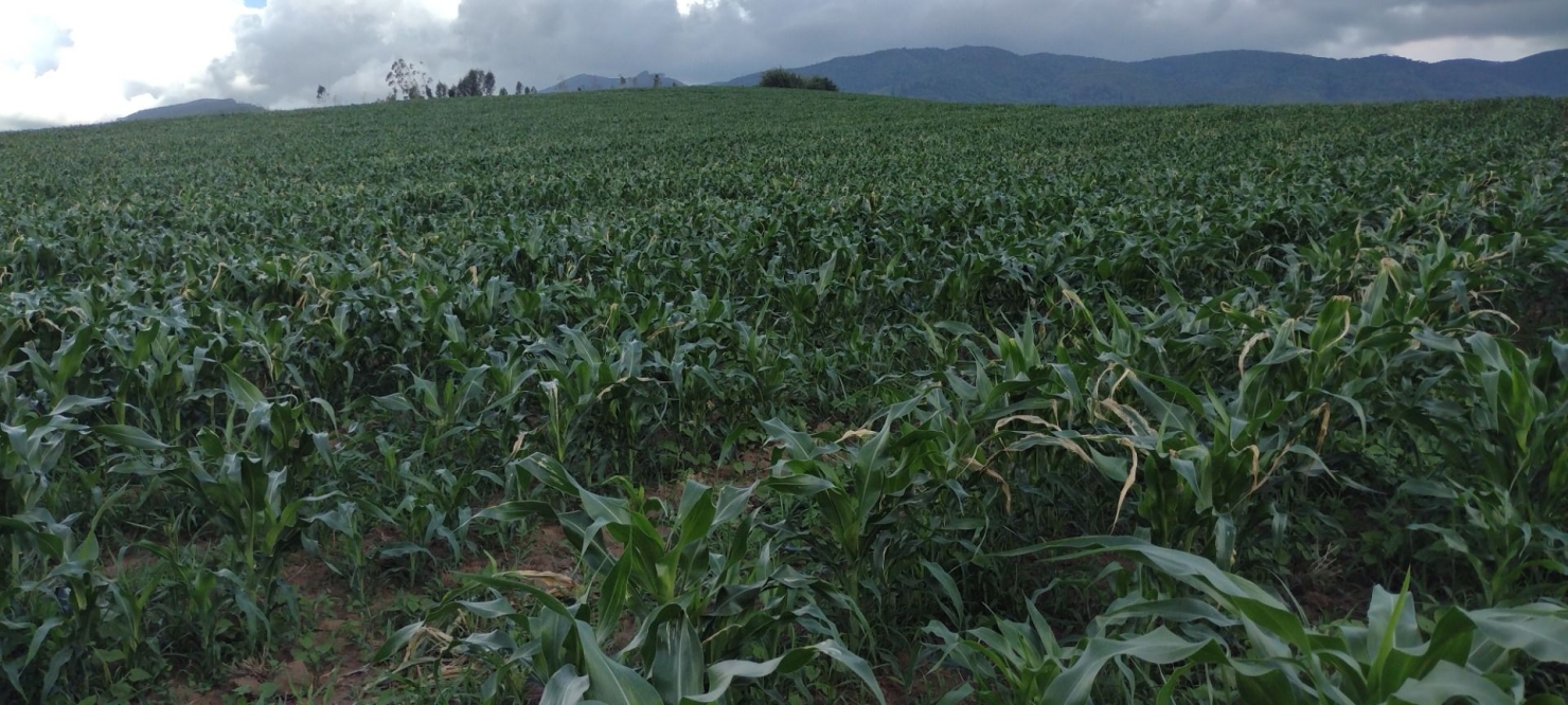 Fazenda-Sítio-Chácara, 100 m² - Foto 43