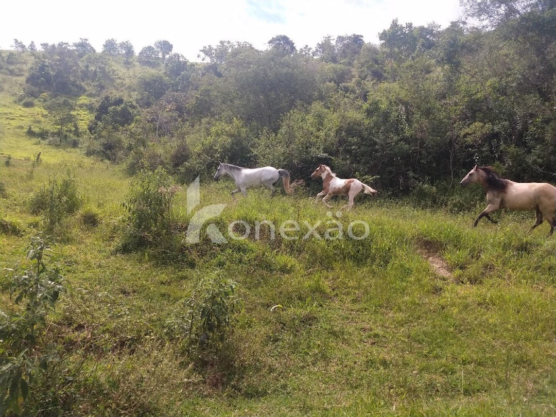 Sítio, 3 quartos, 120 m² - Foto 14