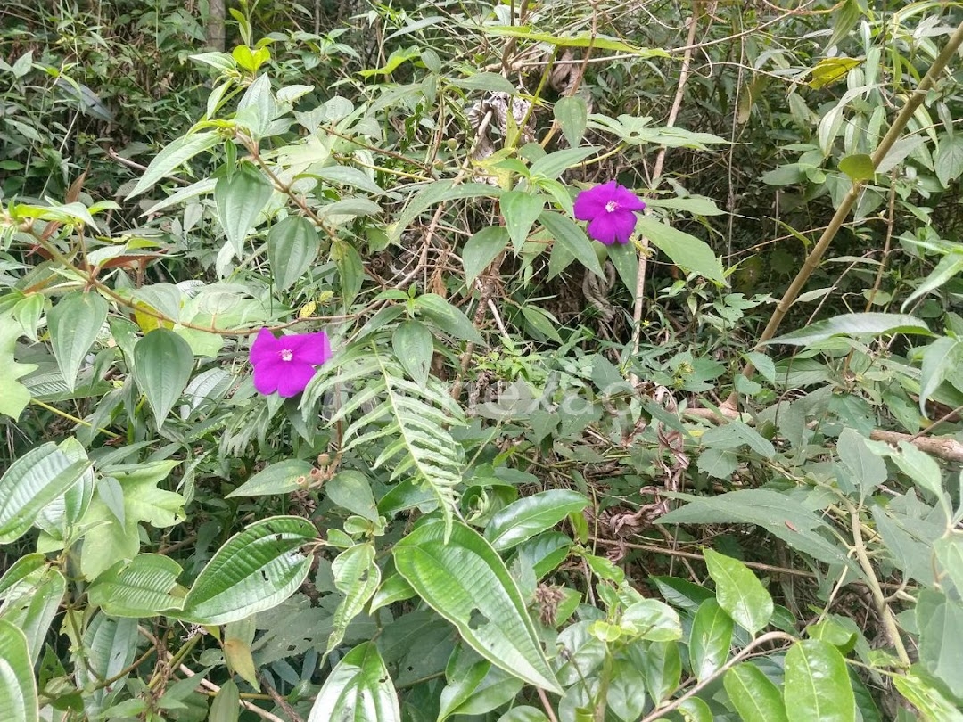 Sítio, 3 quartos, 120 m² - Foto 17