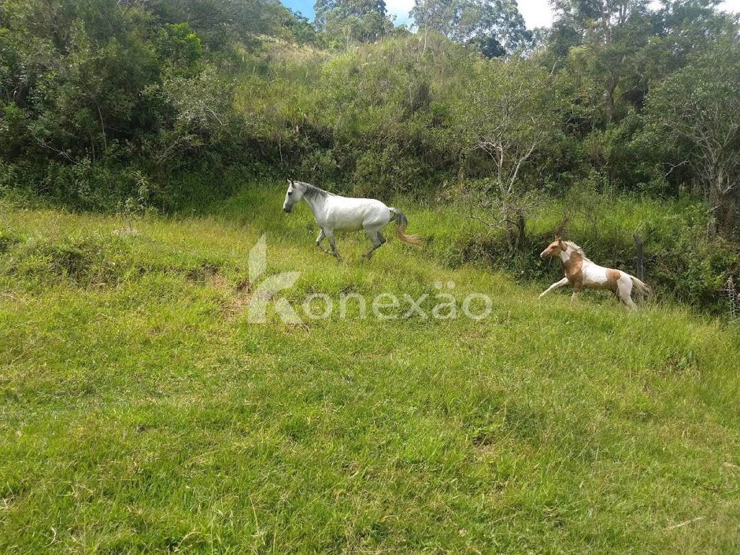 Sítio, 3 quartos, 120 m² - Foto 13