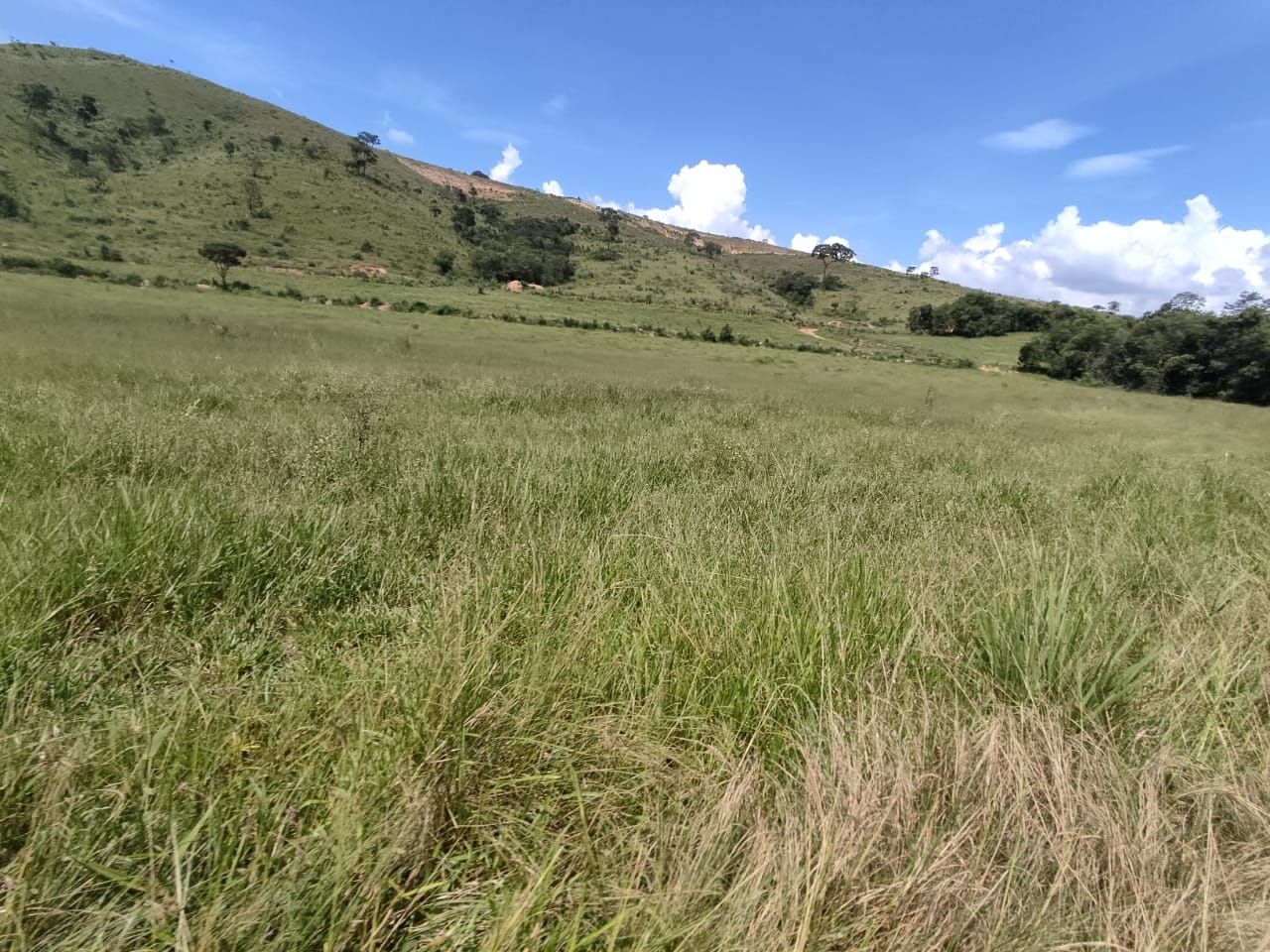 Fazenda-Sítio-Chácara, 200 m² - Foto 36