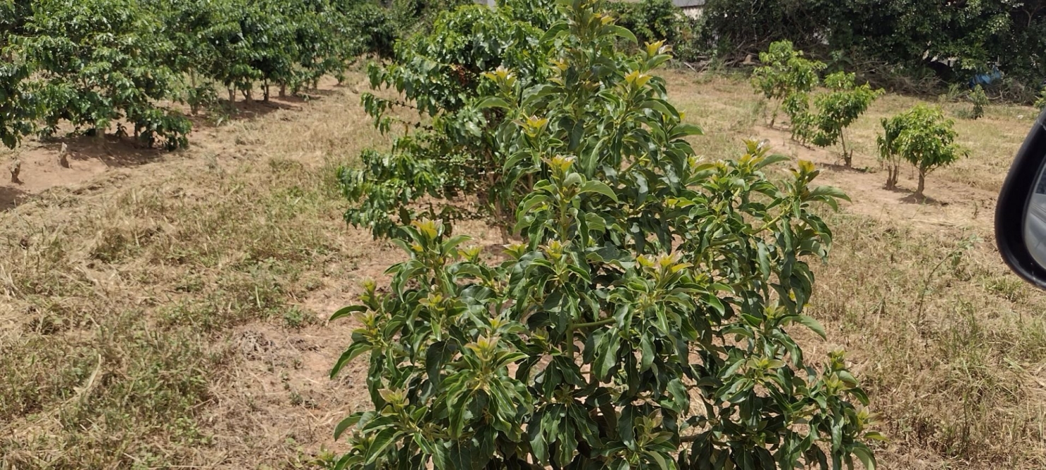 Fazenda-Sítio-Chácara, 200 m² - Foto 9