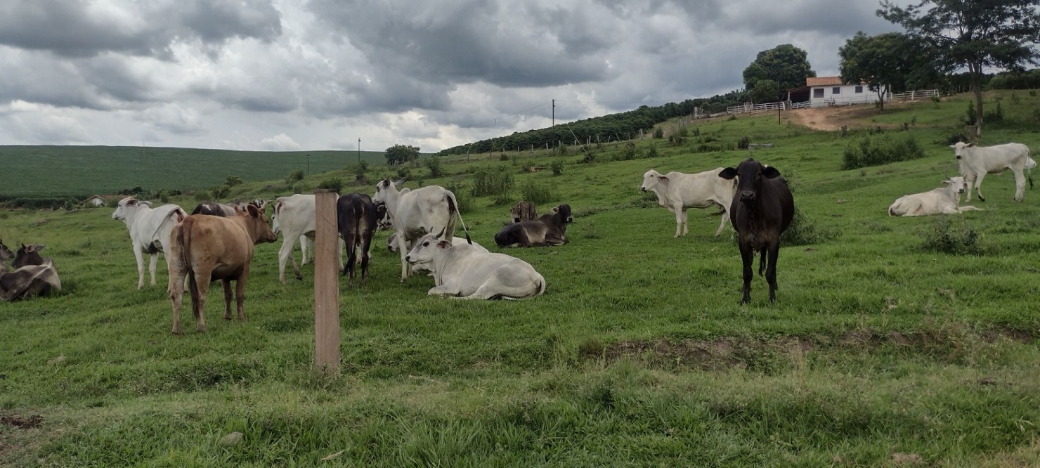 Fazenda-Sítio-Chácara, 200 m² - Foto 1