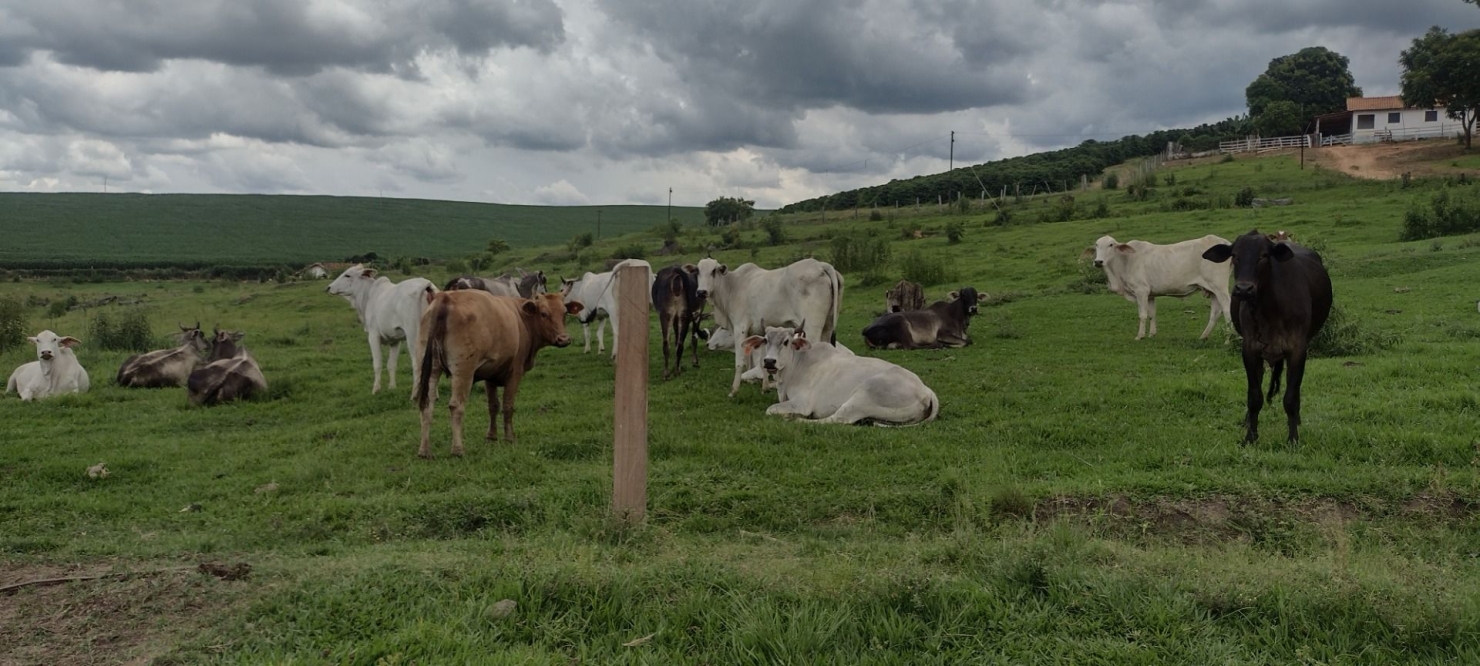 Fazenda-Sítio-Chácara, 200 m² - Foto 35