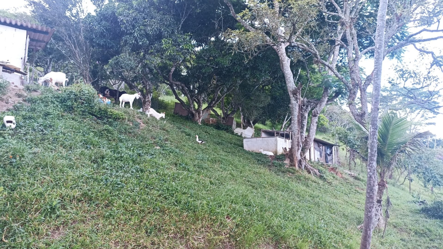 Sítio em Paraibuna/São Paulo — Ref LJW8OX — Imagem 22