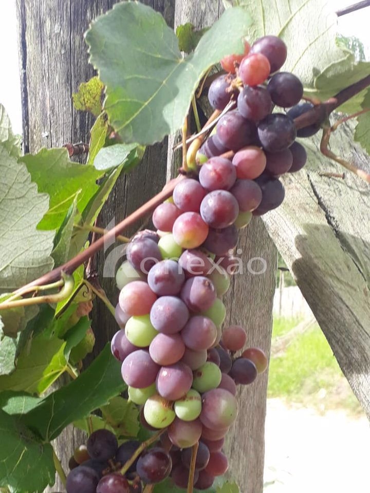 Chácara em Guararema/São Paulo — Ref EROEBJ — Imagem 19