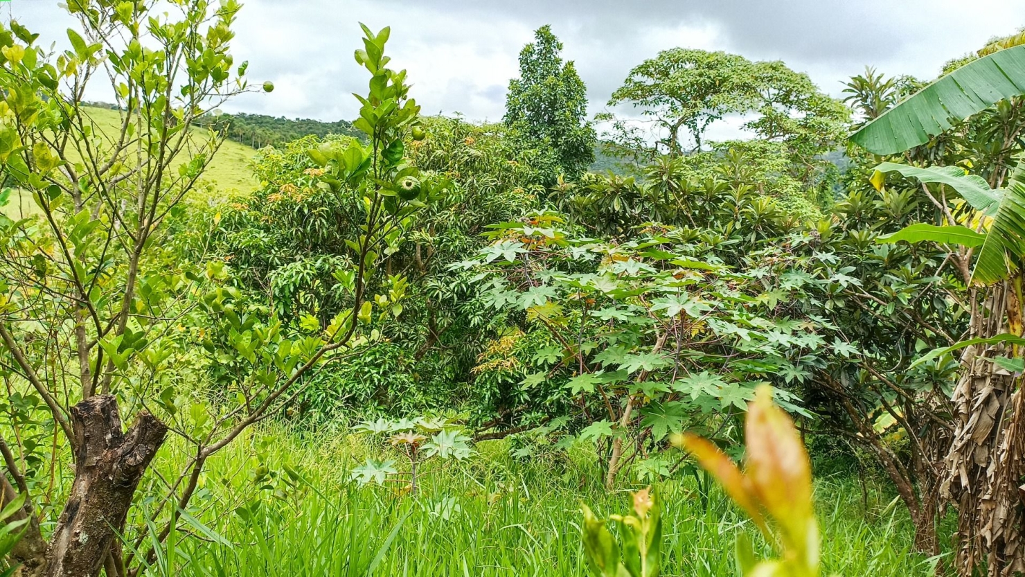 Chácara, 6 quartos, 550 m² - Foto 5