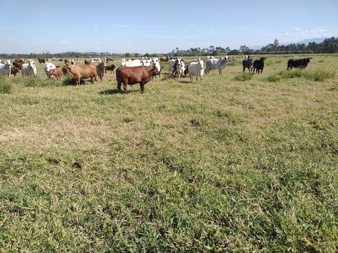 Fazenda-Sítio-Chácara, 120 m² - Foto 11