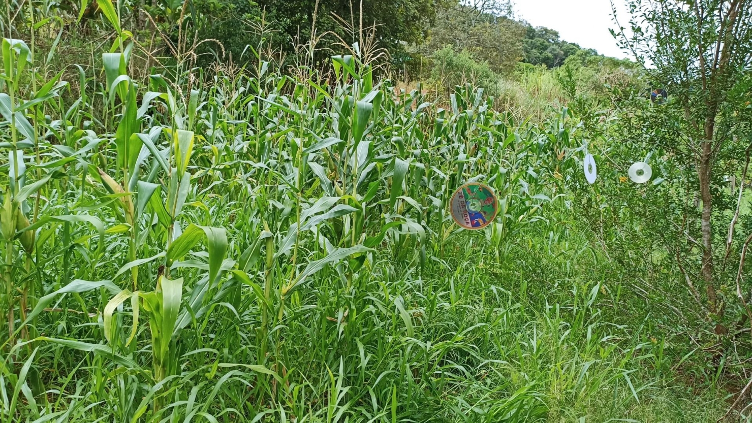 Chácara, 6 quartos, 550 m² - Foto 22