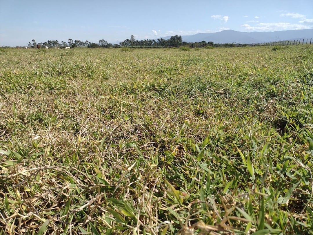 Fazenda-Sítio-Chácara, 120 m² - Foto 6