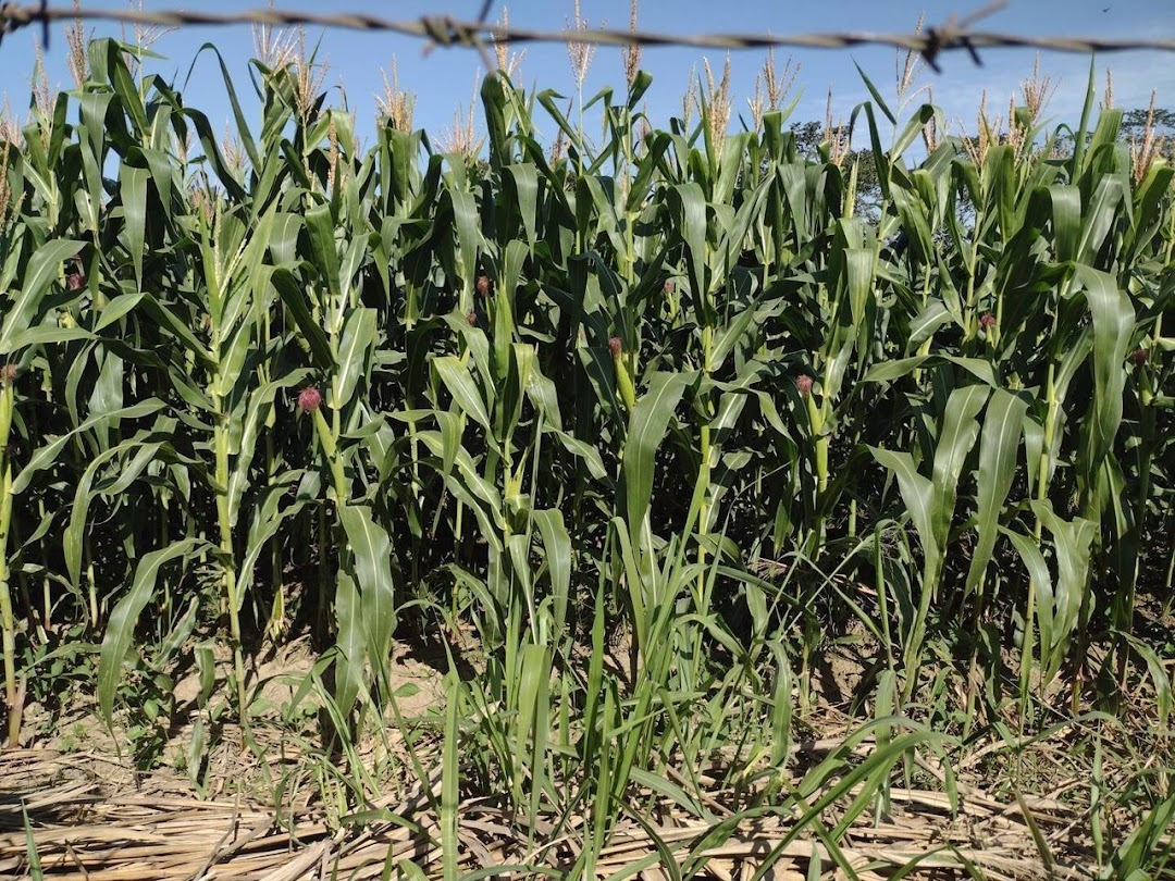 Fazenda-Sítio-Chácara, 120 m² - Foto 23