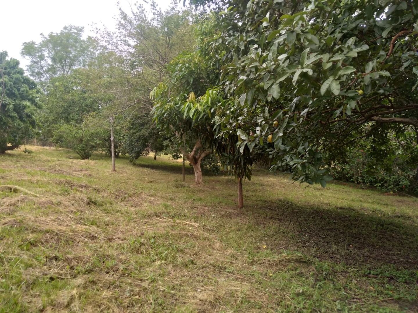 Casa, 4 quartos, 392 m² - Foto 44