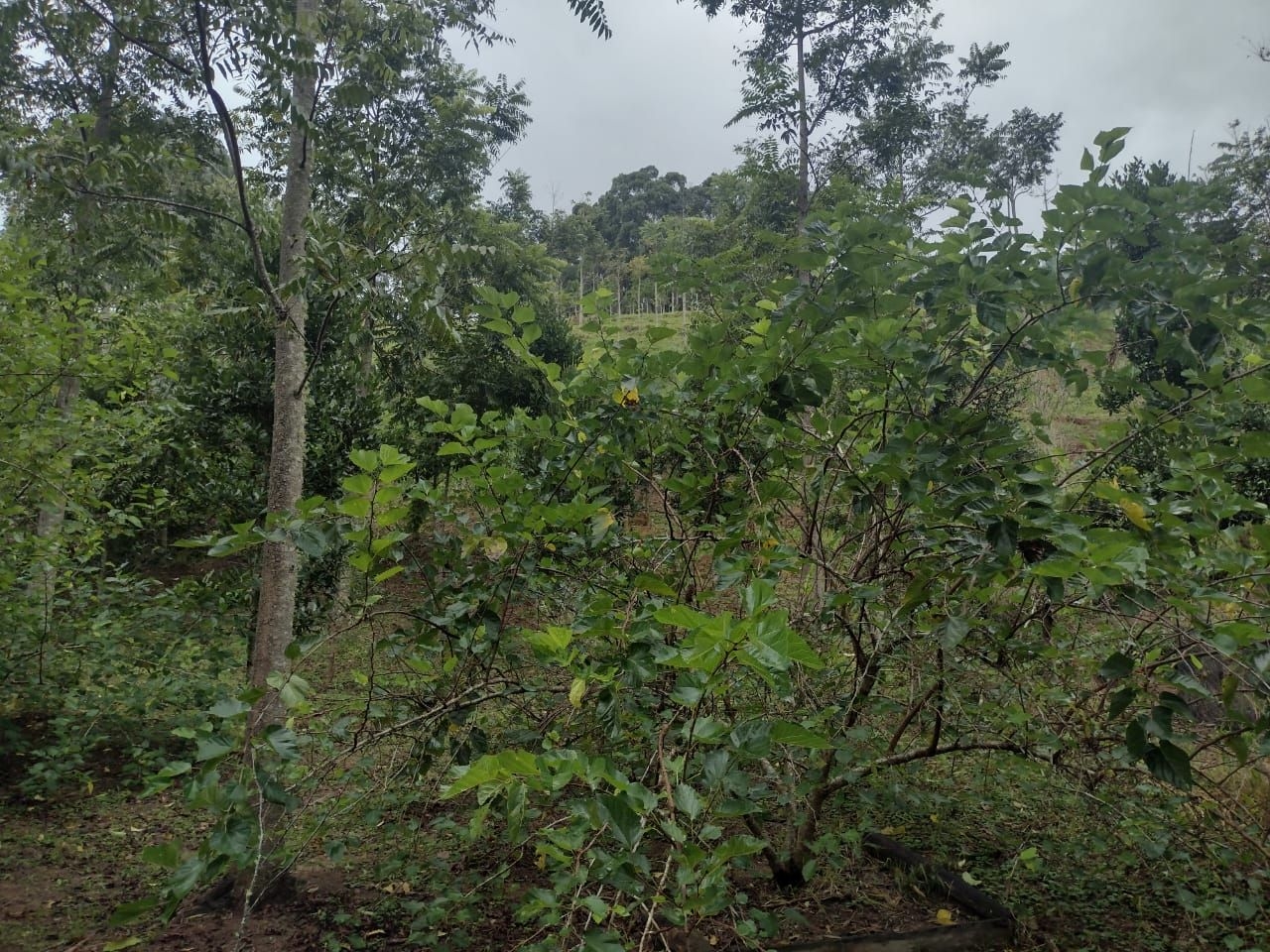 Chácara, 3 quartos, 100 m² - Foto 5