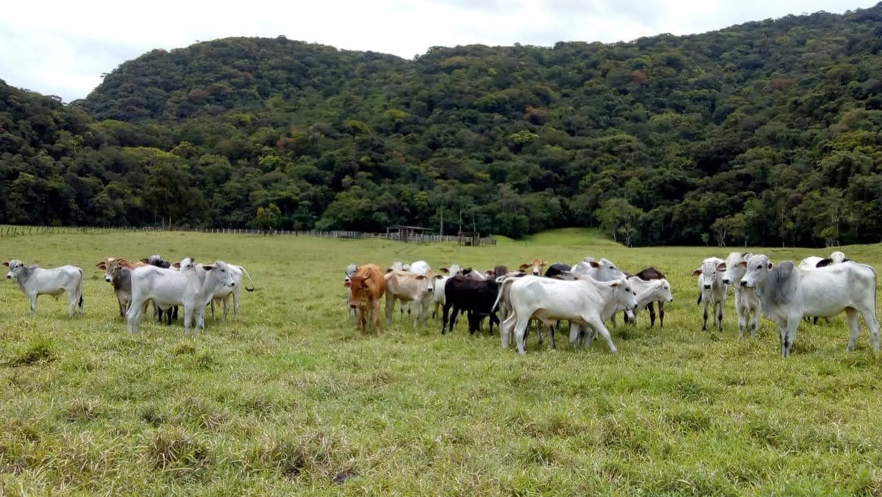 Fazenda-Sítio-Chácara, 290 hectares - Foto 1