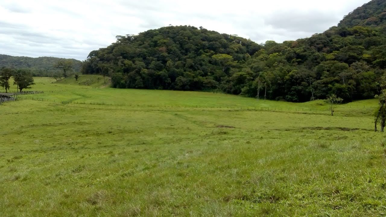 Fazenda-Sítio-Chácara, 290 hectares - Foto 3