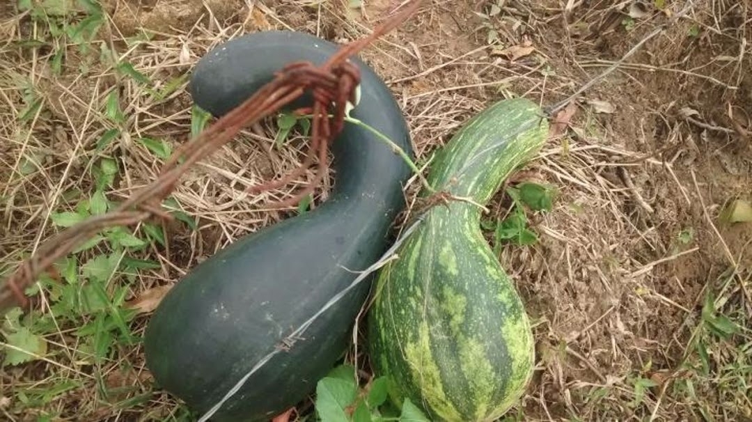 Fazenda em Natividade da Serra/São Paulo — Ref SWJO3R — Imagem 35