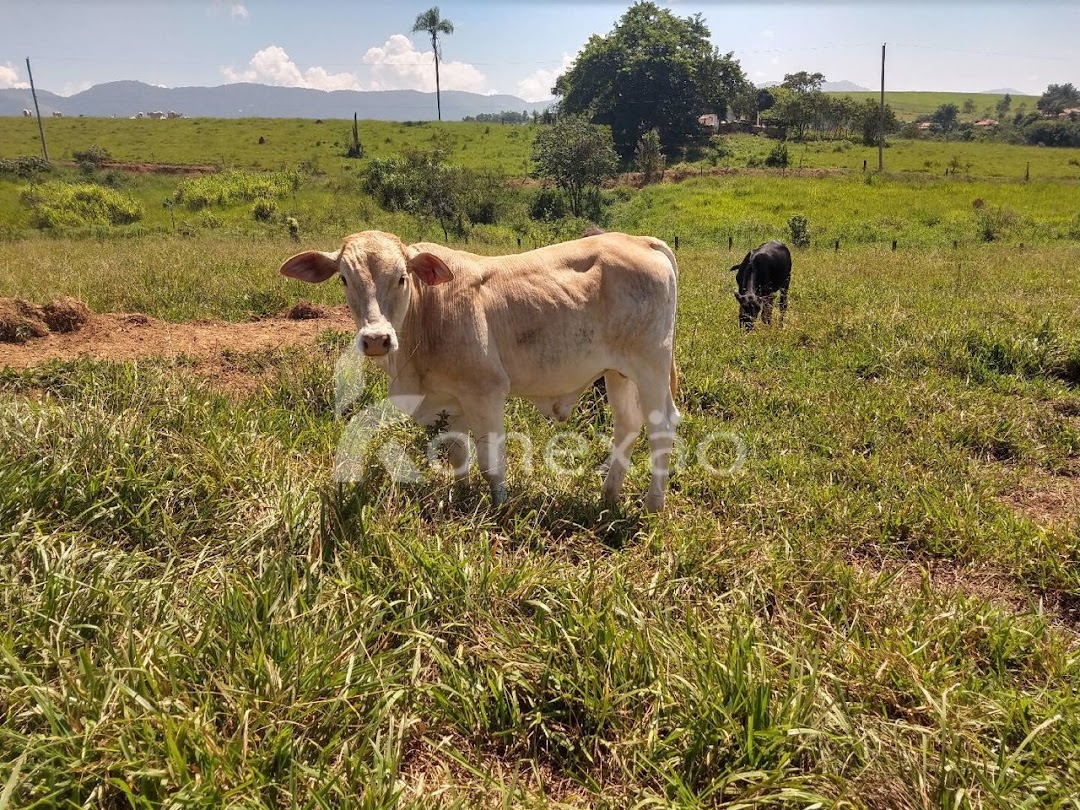 Fazenda-Sítio-Chácara, 249 m² - Foto 18