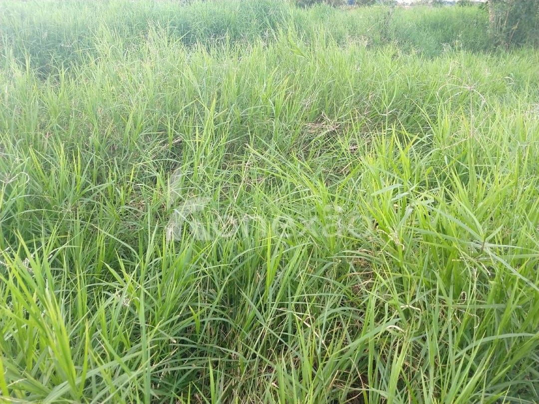 Fazenda-Sítio-Chácara, 249 m² - Foto 41