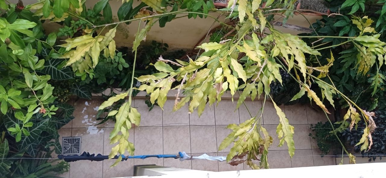 Casa, 4 quartos, 118 m² - Foto 26