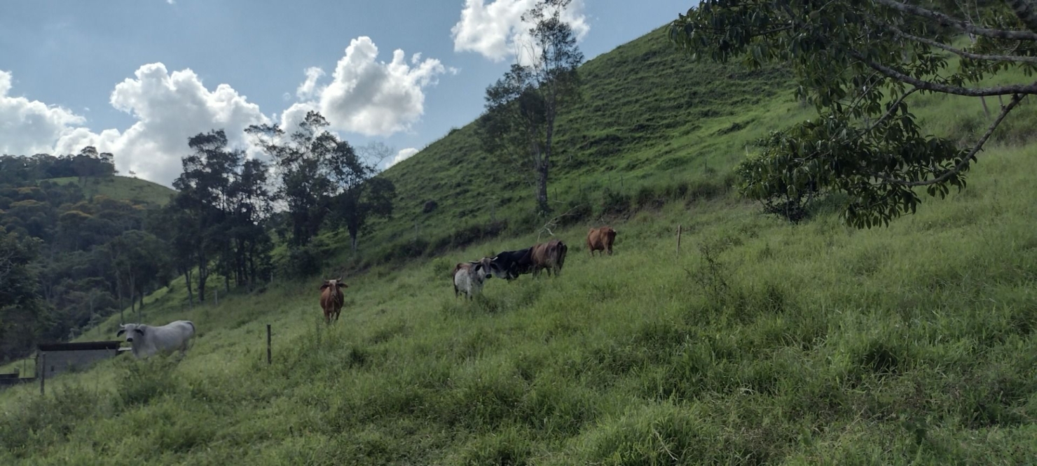 Sítio, 2 quartos, 100 m² - Foto 24