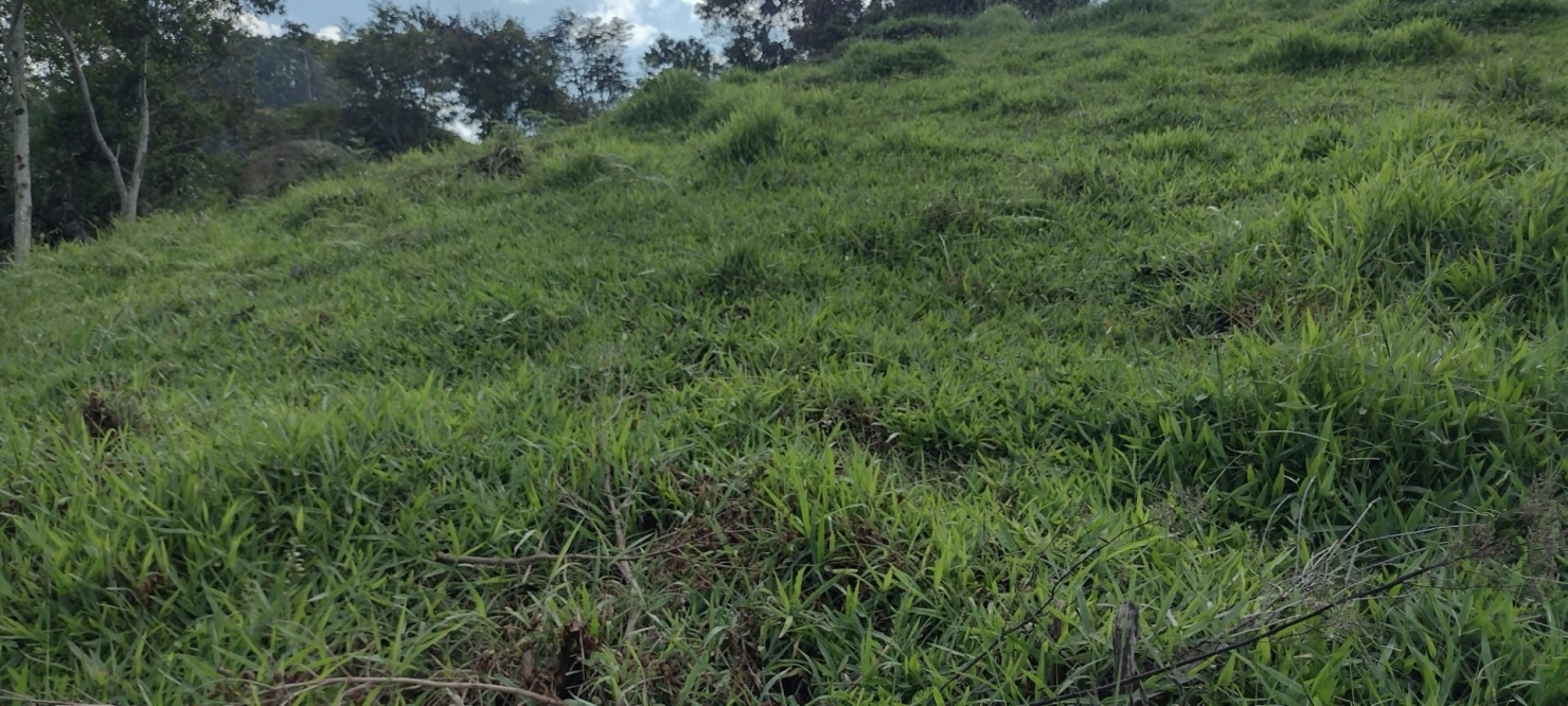 Sítio, 2 quartos, 100 m² - Foto 34