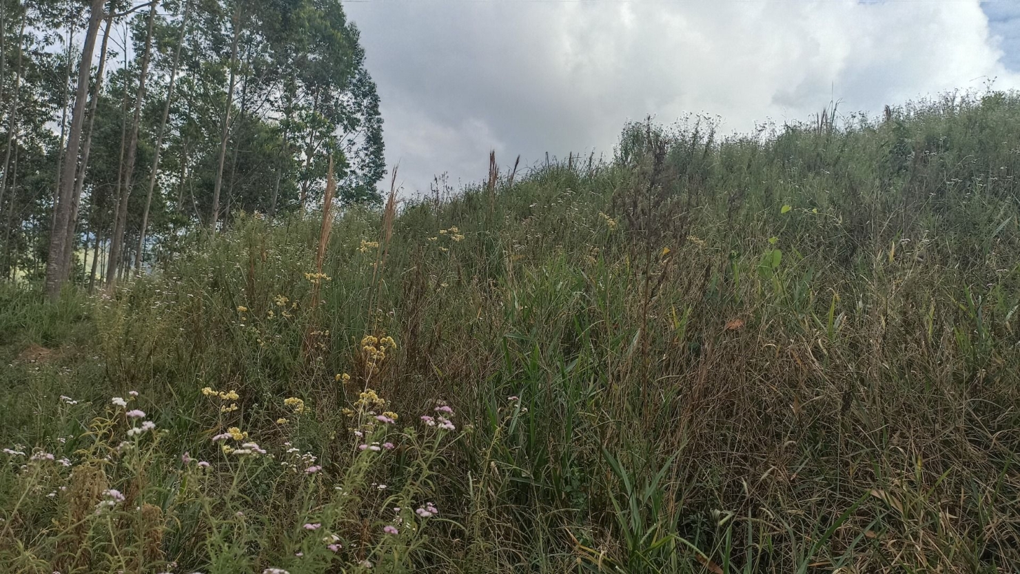 Chácara, 4 quartos, 200 m² - Foto 3