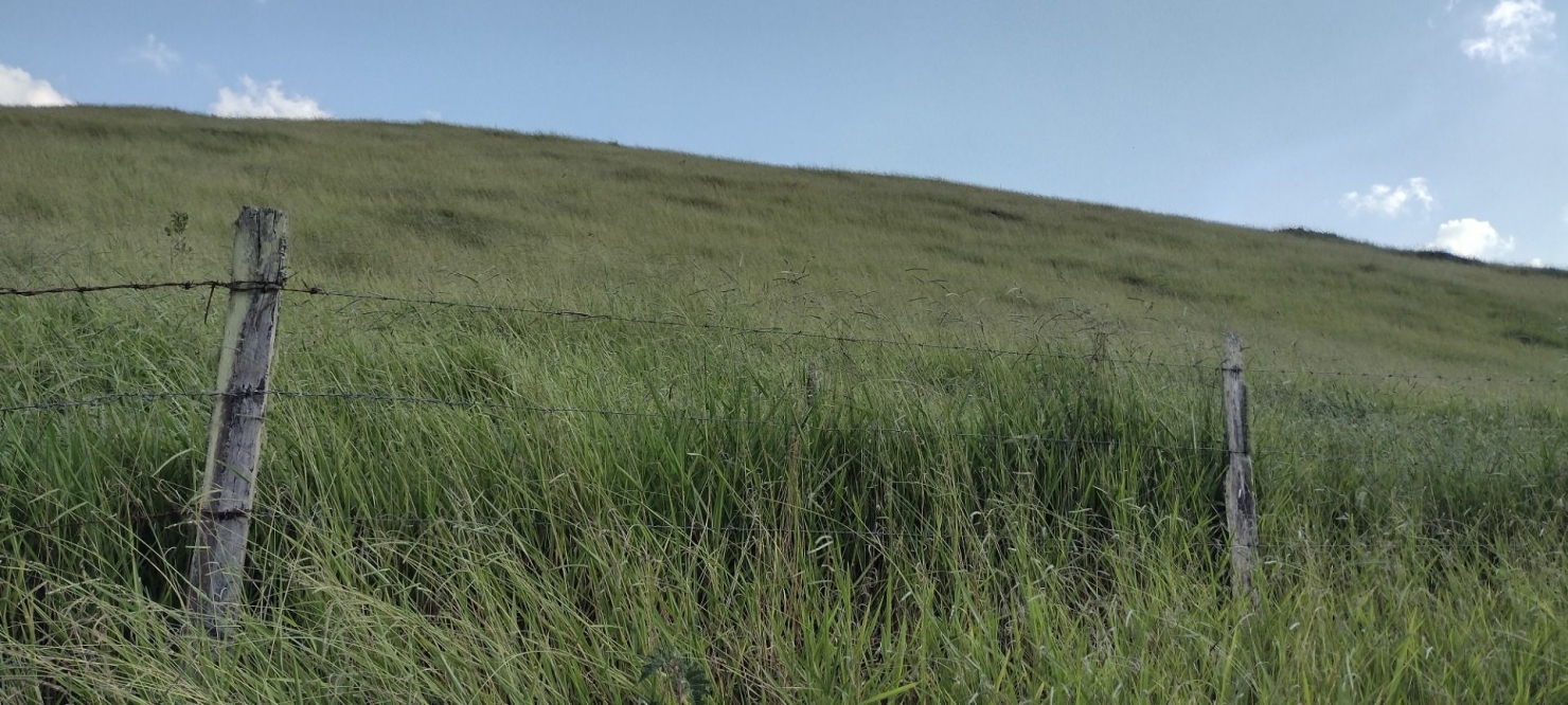 Fazenda-Sítio-Chácara, 73 hectares - Foto 1