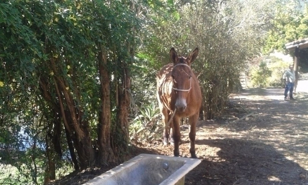 Sítio, 3 quartos, 300 m² - Foto 7