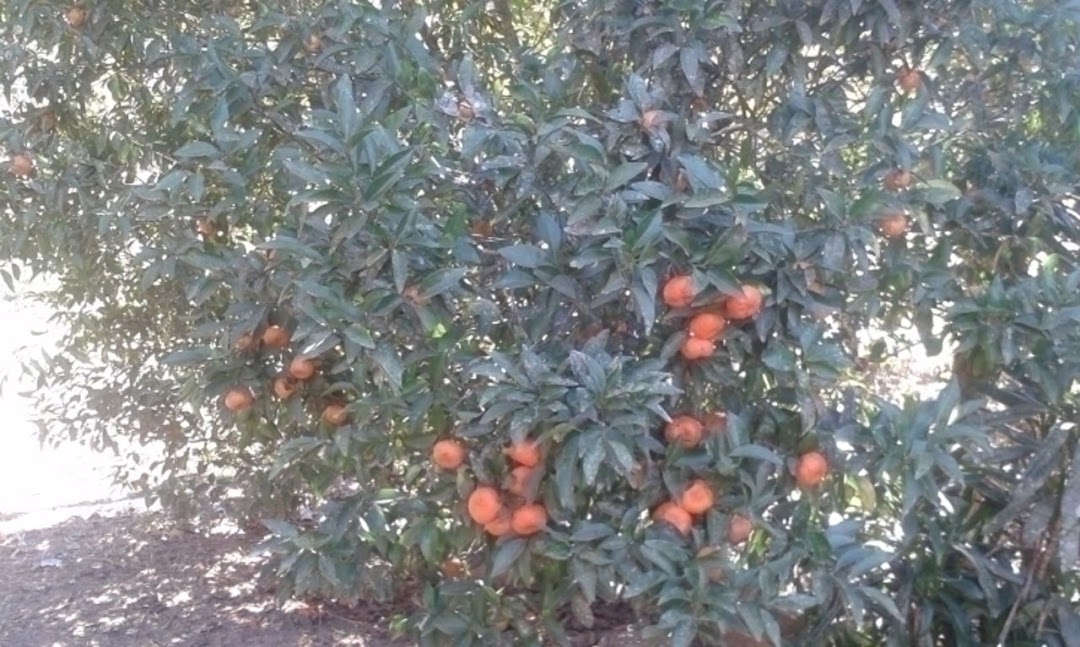 Sítio, 3 quartos, 300 m² - Foto 5