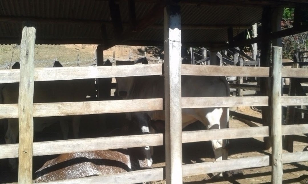 Sítio, 3 quartos, 300 m² - Foto 21