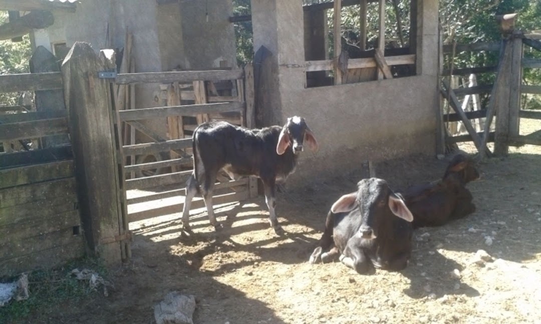 Sítio, 3 quartos, 300 m² - Foto 19