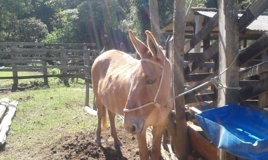 Sítio, 3 quartos, 300 m² - Foto 18