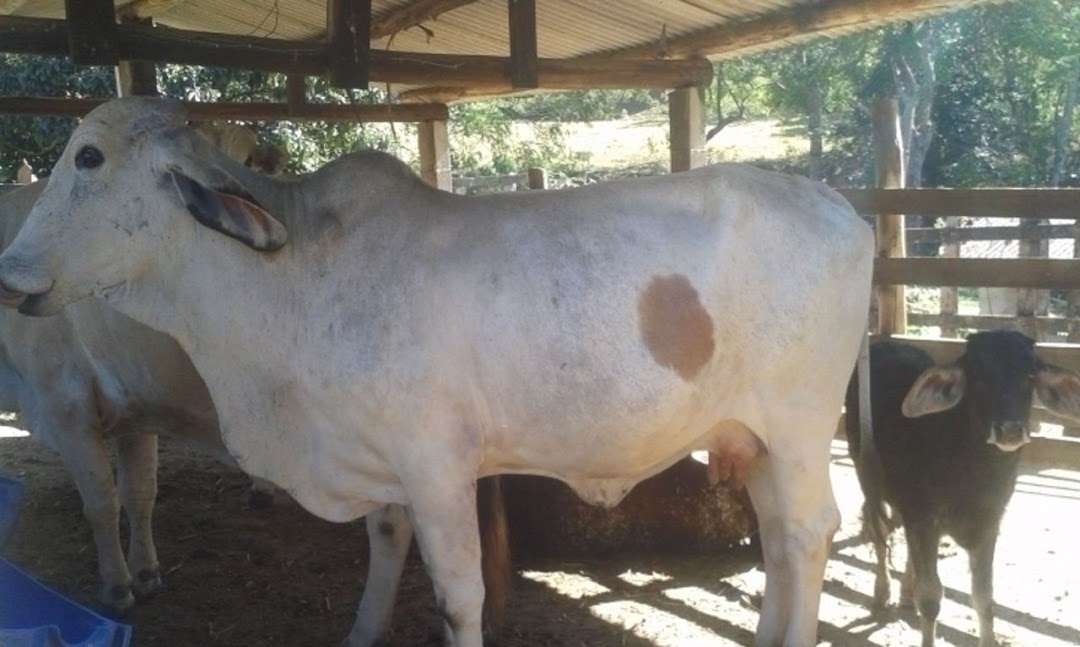 Sítio, 3 quartos, 300 m² - Foto 1