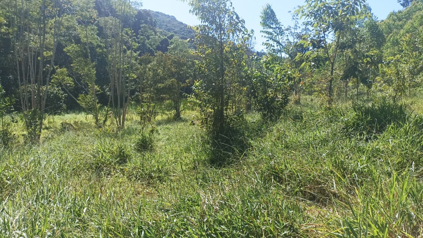 Sítio, 1 quarto, 200 m² - Foto 1