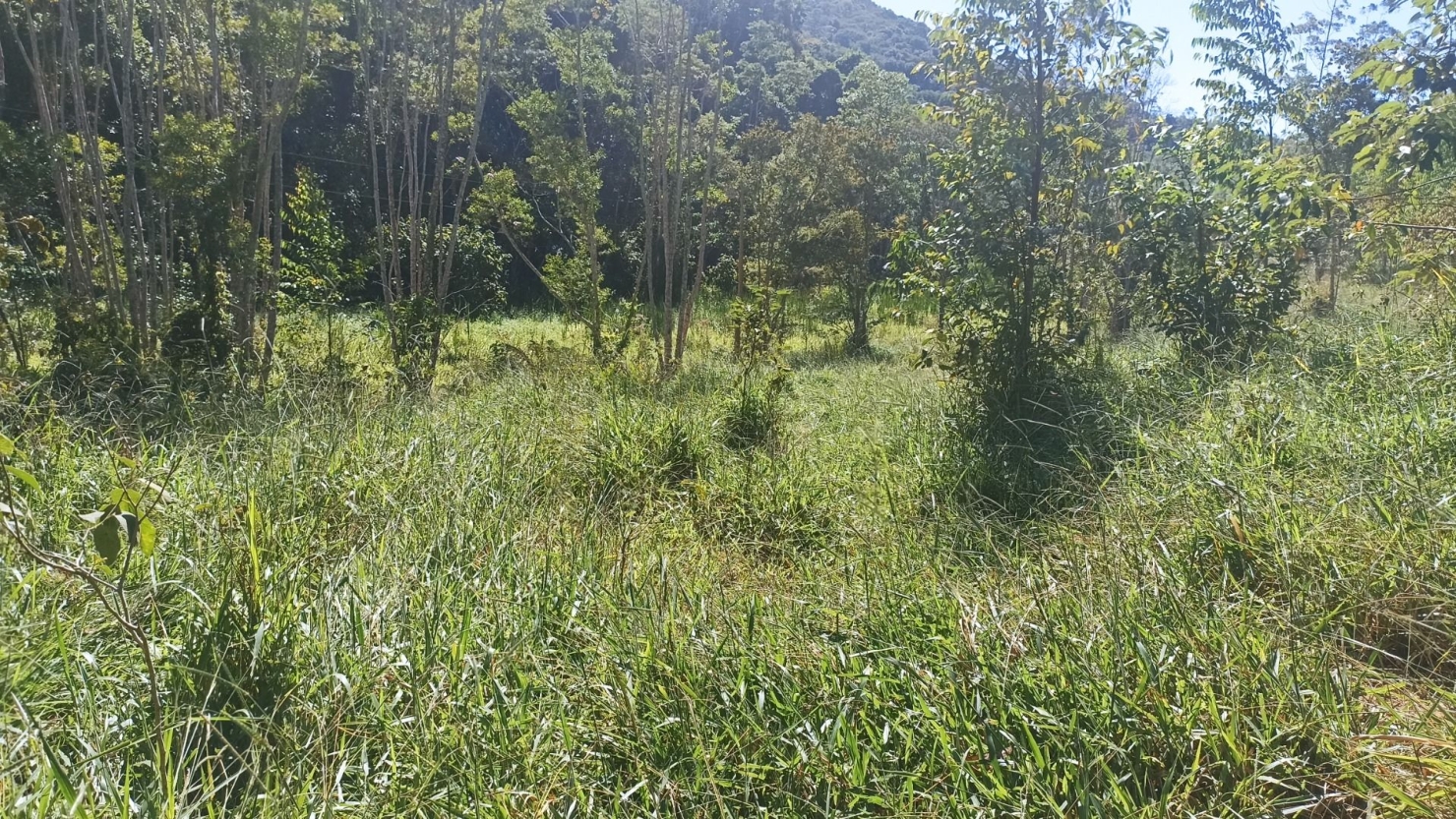 Sítio, 1 quarto, 200 m² - Foto 4