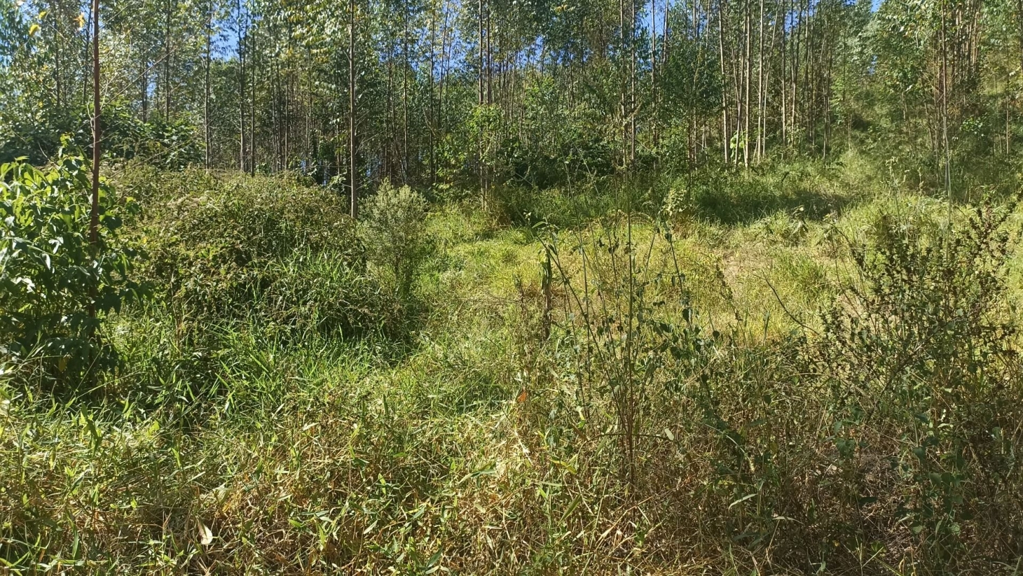 Sítio, 1 quarto, 200 m² - Foto 5