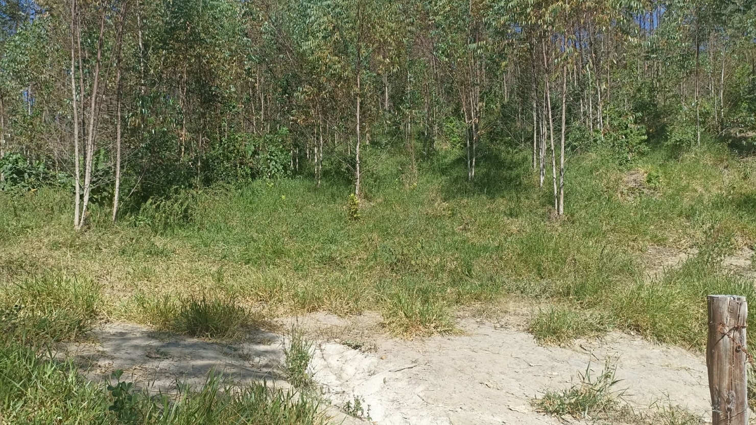 Sítio, 1 quarto, 200 m² - Foto 6