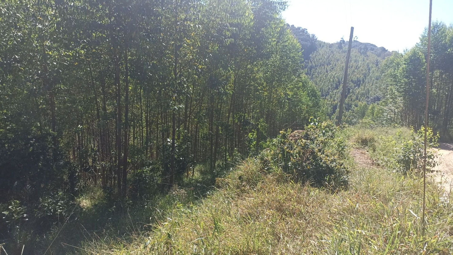 Sítio, 1 quarto, 200 m² - Foto 8