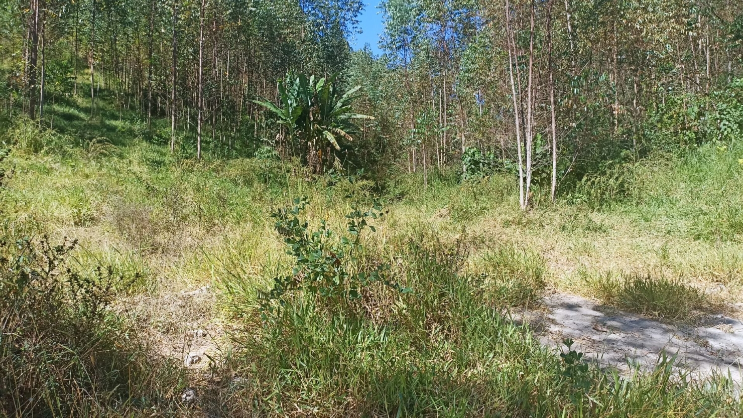 Sítio, 1 quarto, 200 m² - Foto 9