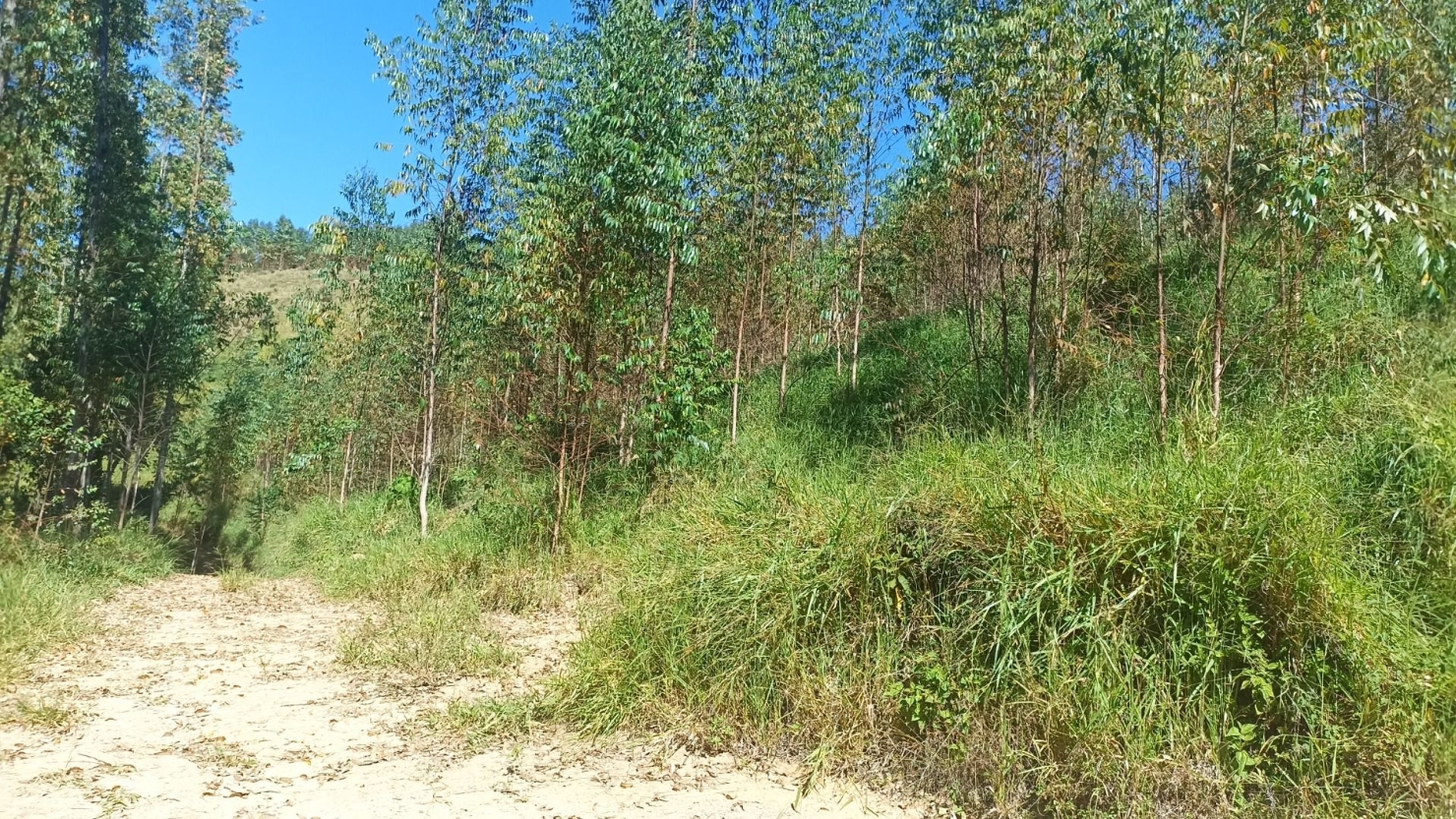 Sítio, 1 quarto, 200 m² - Foto 11