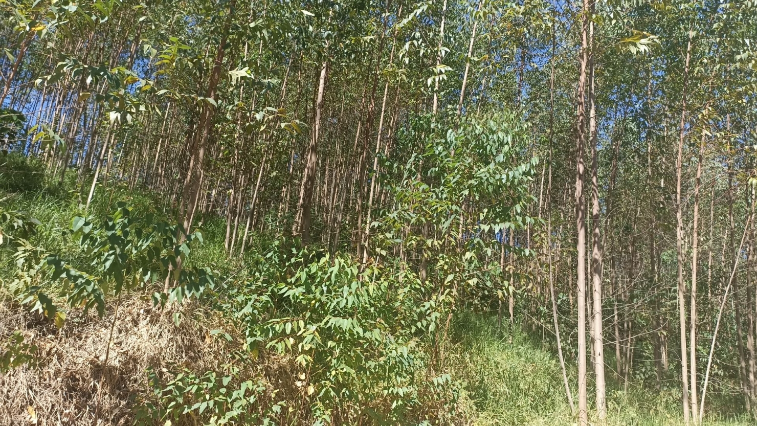 Sítio, 1 quarto, 200 m² - Foto 13